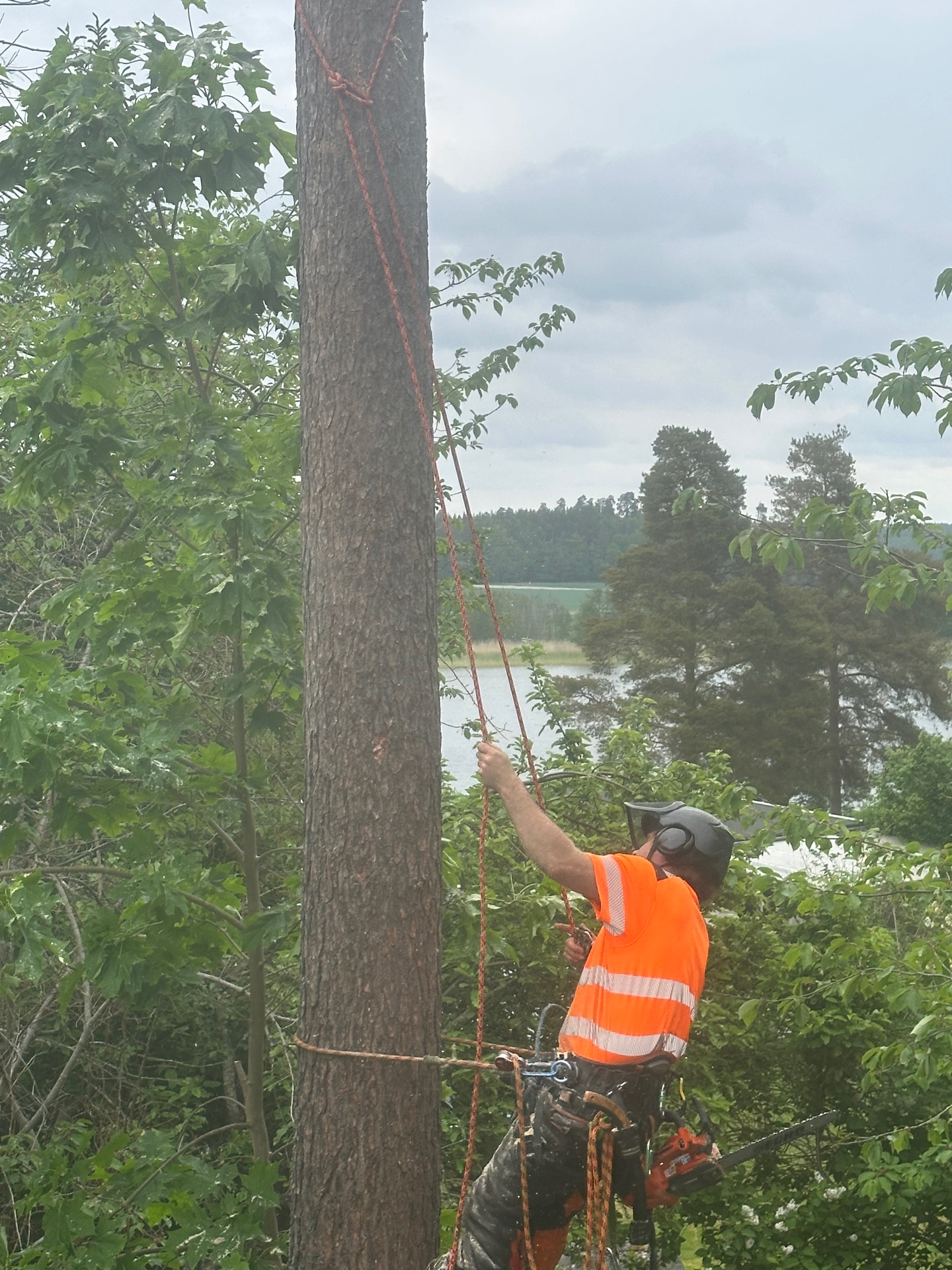 Arborist utför sektionsfällning av träd vid vatten