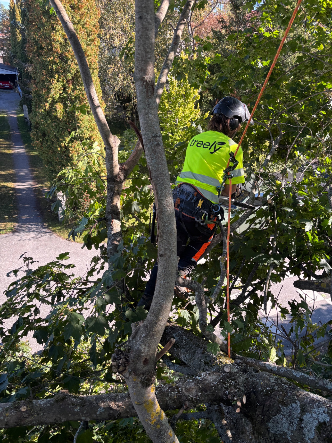 Arborist arbetar vid en bostadsgata