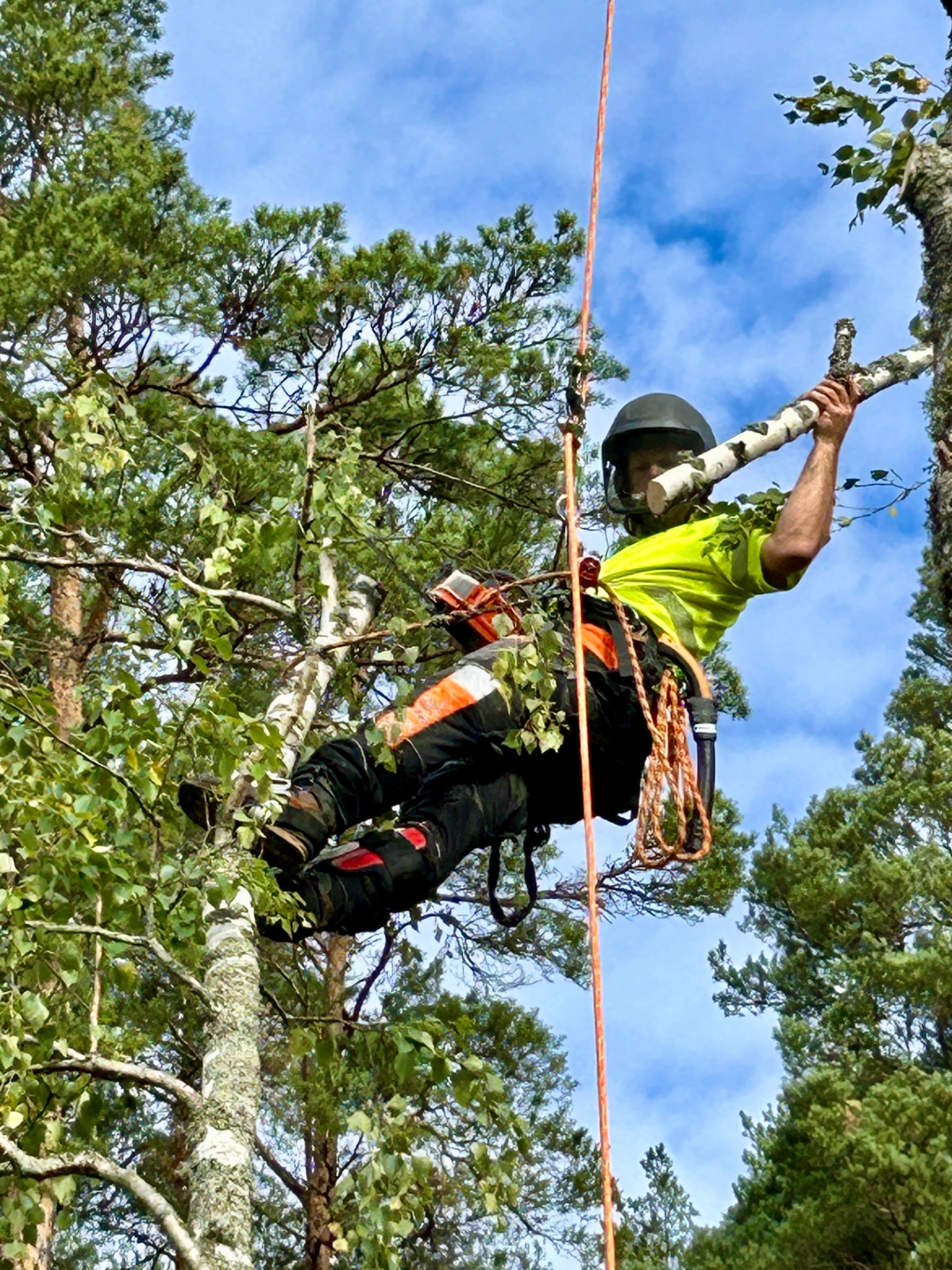 Arborist som klättrar i ett träd